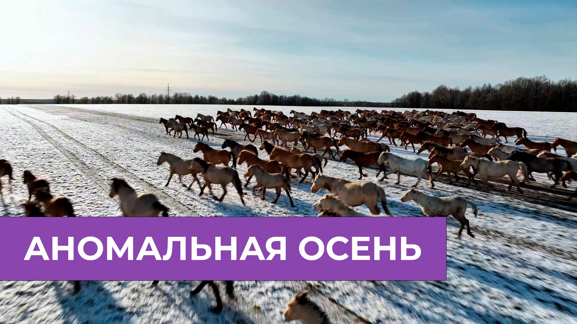 ВЗЯЛИ КРОВЬ У ЛОШАДЕЙ | АНОМАЛЬНАЯ ОСЕНЬ | БУДНИ ФЕРМЕРА смотреть онлайн