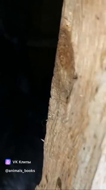 A story about animals 🐶🐱 смотреть онлайн