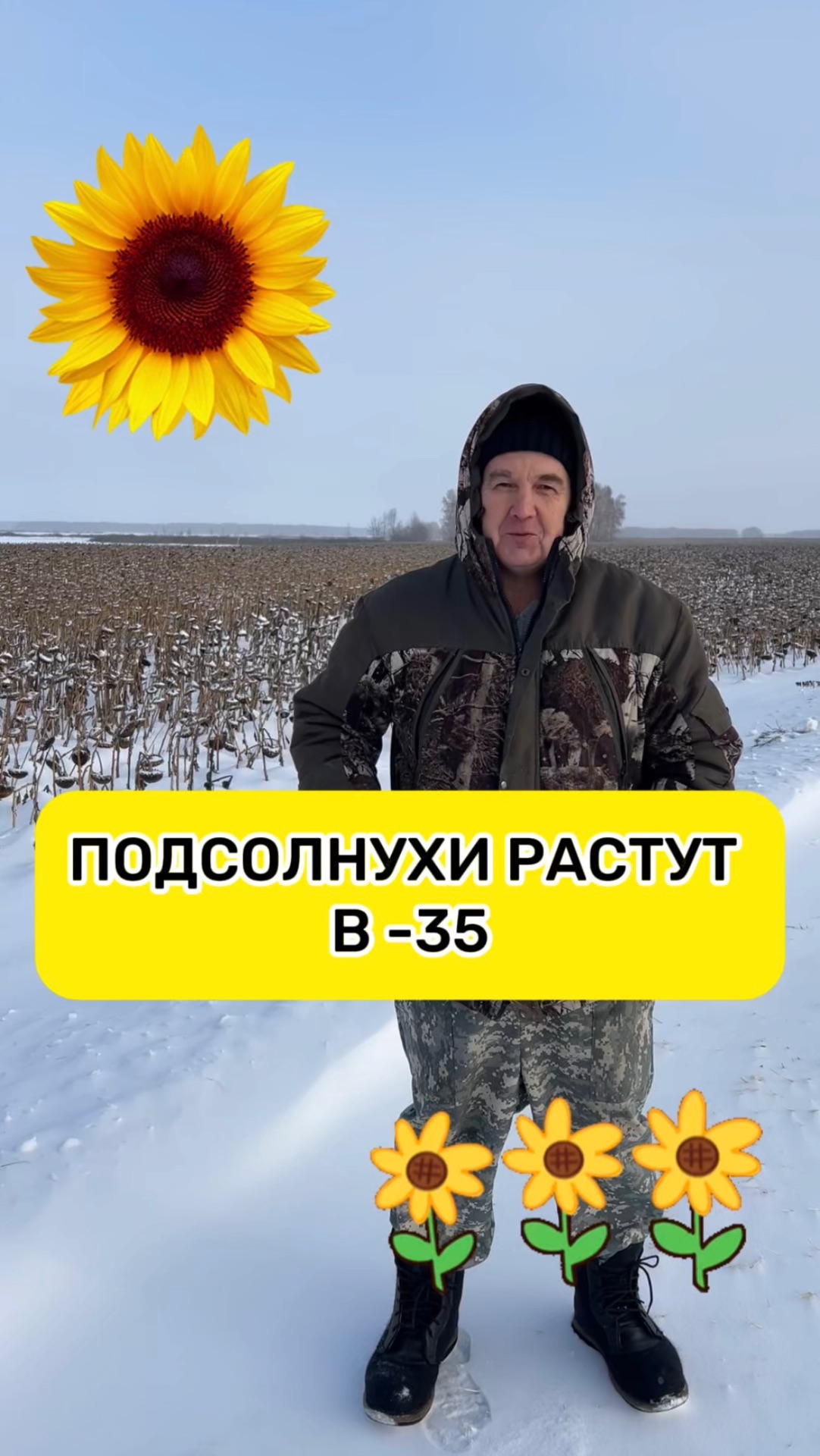 Подсолнухи растут в -35 смотреть онлайн