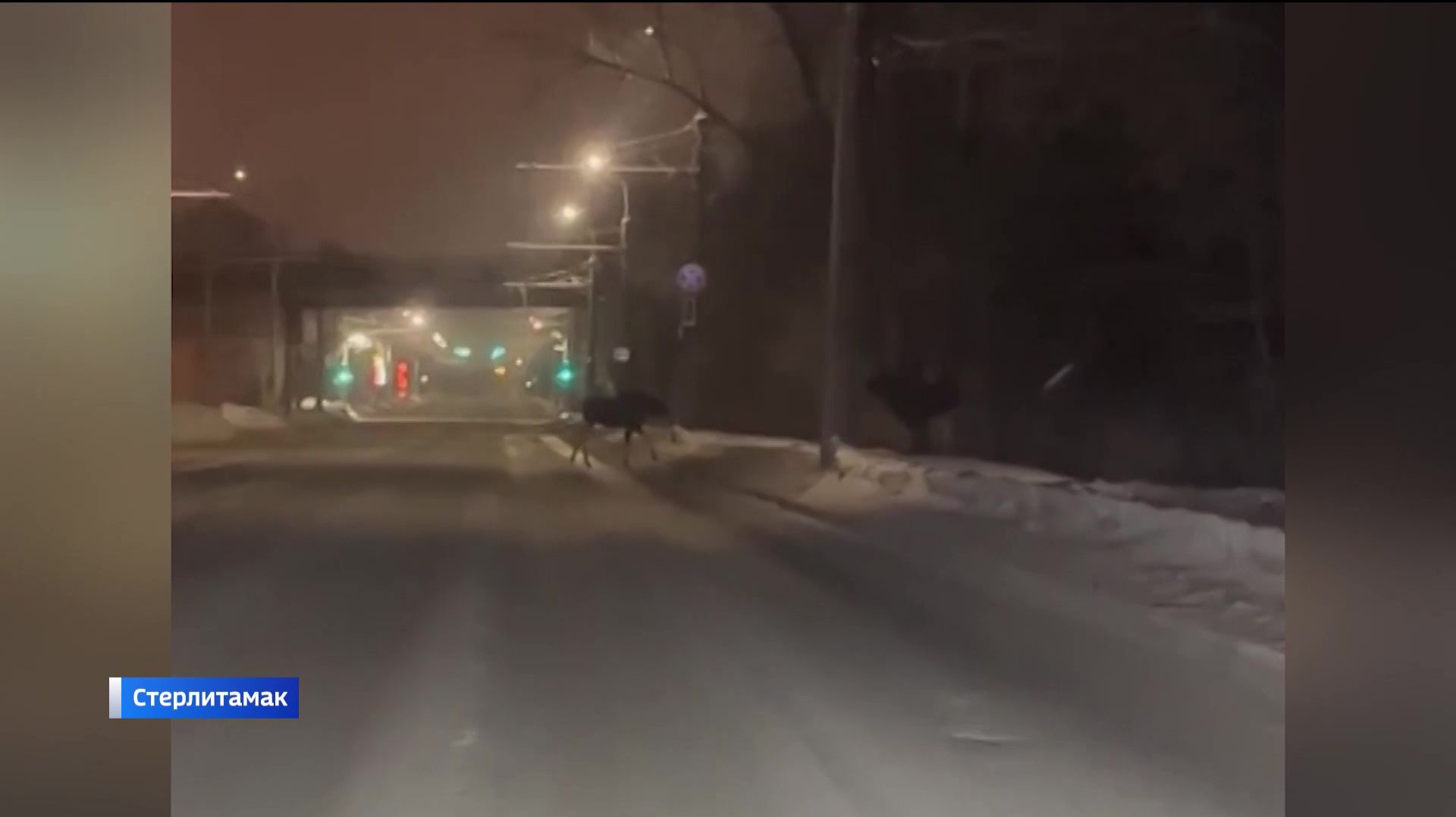 В Стерлитамаке сняли на видео пару лосей, разгуливающих прямо по дороге смотреть онлайн