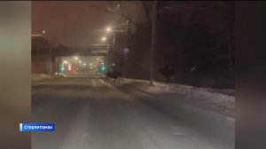 В Стерлитамаке сняли на видео пару лосей, разгуливающих прямо по дороге
