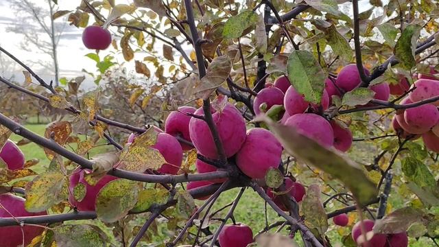 Брянское - сорт яблони смотреть онлайн
