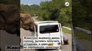 Нападение в джунглях. Россияне чудом выжили после атаки дикого слона в Шри-Ланке