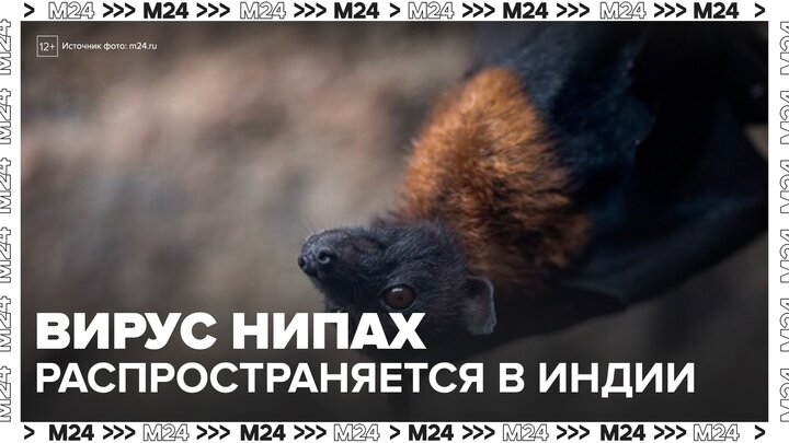 Роспотребнадзор дал рекомендации туристам из-за распространения вируса Нипах в Индии - Москва 24 смотреть онлайн