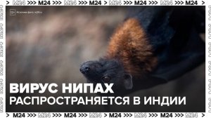 Роспотребнадзор дал рекомендации туристам из-за распространения вируса Нипах в Индии - Москва 24