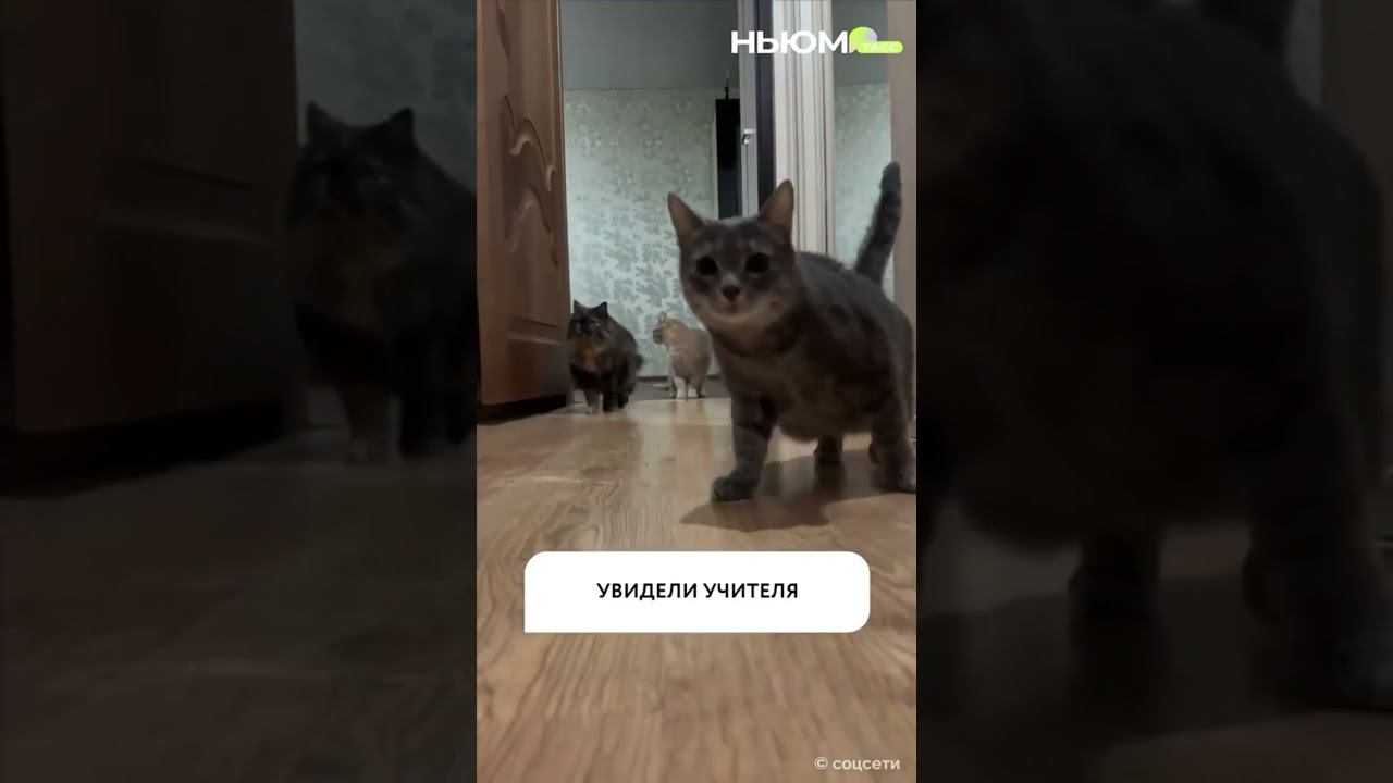  смотреть онлайн