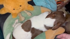 Новая игрушка, Бусечке не приглянулась.