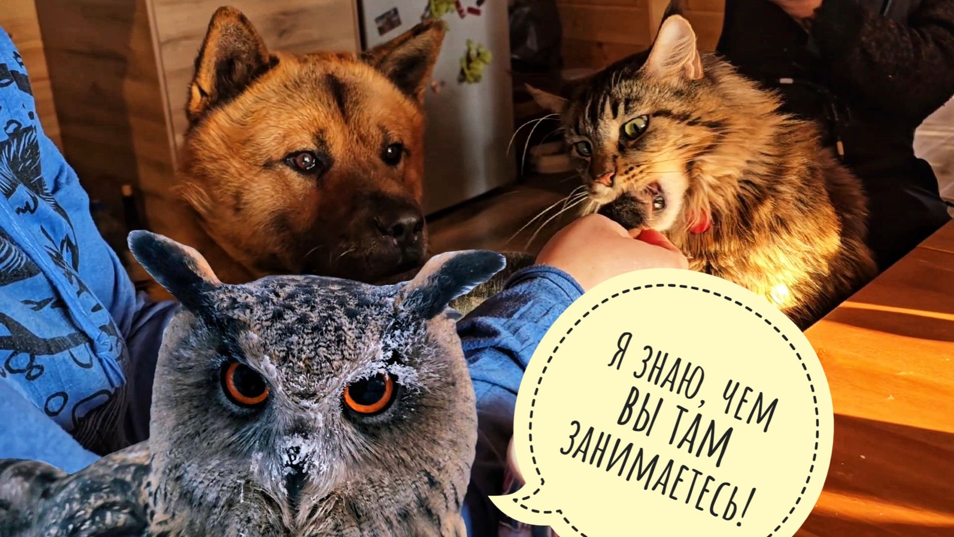 Пёс Кубик и совы в самое холодное утро этой зимы: -27°C. Совы покрылись инеем, а собаченька в тепле смотреть онлайн