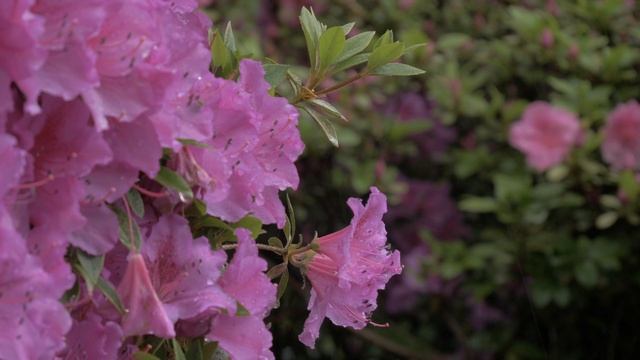 Ahmad Zanir. Az naaz che mekhandi/Аҳмад Зоҳир. Аз ноз чӣ механдӣ (Archive cassete version) смотреть онлайн