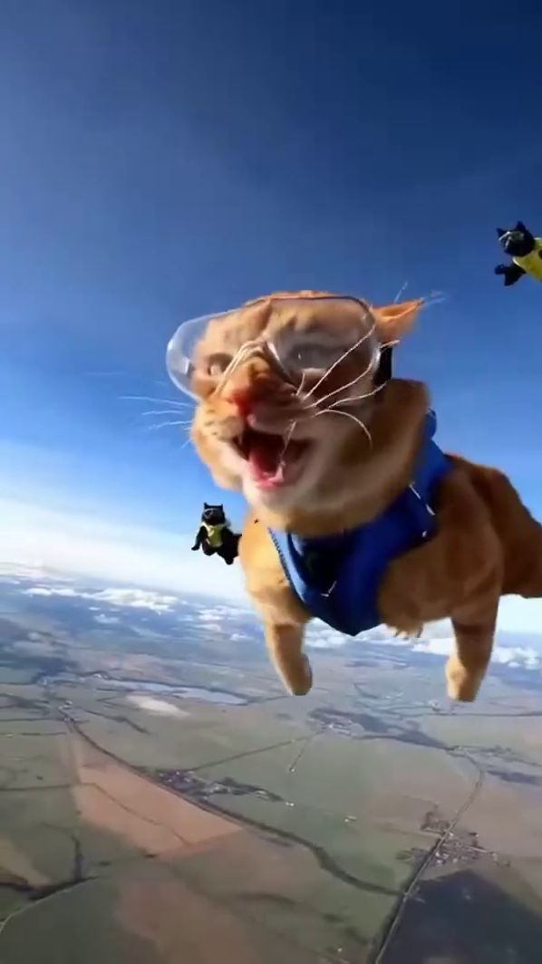 Прыжок с питомцами смотреть онлайн