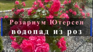 Розариум Ютерсен - водопад из роз.