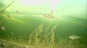 1000008292.mp426.01.2026г.