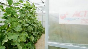 13. SafPlast - Урожай в теплице под АКТУАЛЬ!Био - финал сезона шоу Битва Теплиц