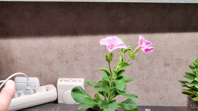 Эти семена цветов я уже посадила! Нам подарили картину❤ смотреть онлайн