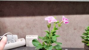 Эти семена цветов я уже посадила! Нам подарили картину❤