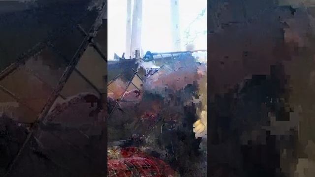 кошка смотреть онлайн