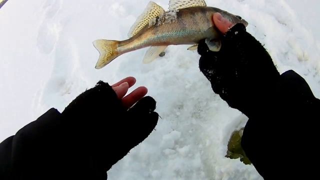 И СНОВА ЭТА СНАСТЬ ВЫРУЧАЕТ.ЛОВЛЯ СУДАКА ЗИМОЙ НА ТЮЛЬКУ.р.ВОЛГА. смотреть онлайн
