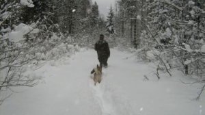 нежный голос (истории лесника)