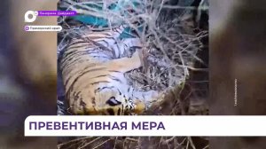 В Приморье отловили ещё двух тигров