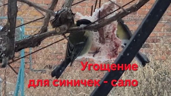 Угощение для синичек - сало. Кормим птиц. смотреть онлайн