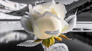 Роза  на снегу .