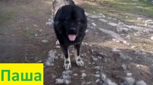 Кавказская овчарка в парикмахерской. Неужели это всё моё?