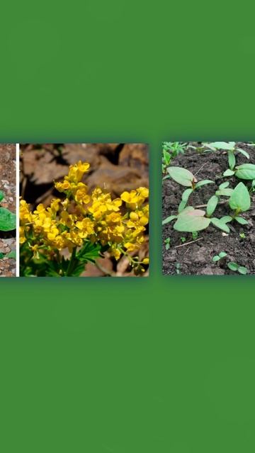 Топ сорняков в посевах подсолнечника смотреть онлайн