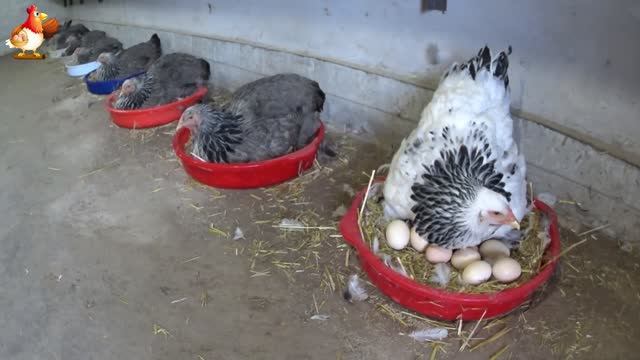 Выведение цыплят курами Брама 🐣🐥🐤 смотреть онлайн