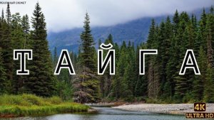 Тайга. Сердце планеты.