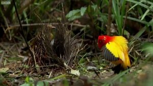 VID_20260126_031733_939.mp4