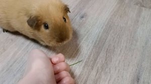 фантик чемпион побеганию: 0