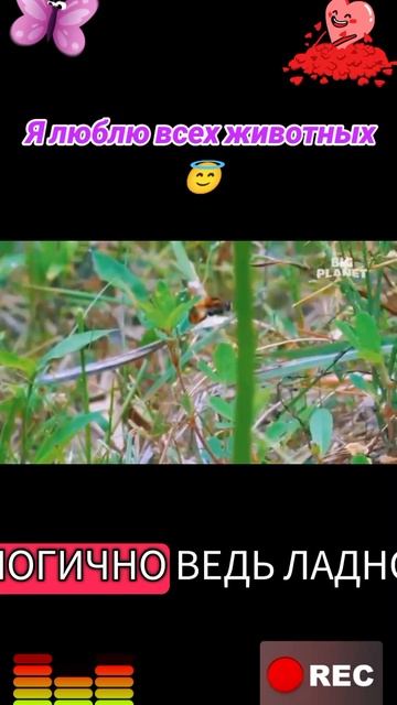 Я люблю всех животных😇 смотреть онлайн