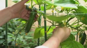 🥒 Как получать урожай огурцов круглый год: пошаговый подход