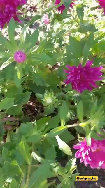 #август 2025 смотреть онлайн