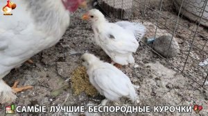 Цыплята и Курочки селяночки лучшие беспородные несушки 🥚 (431)