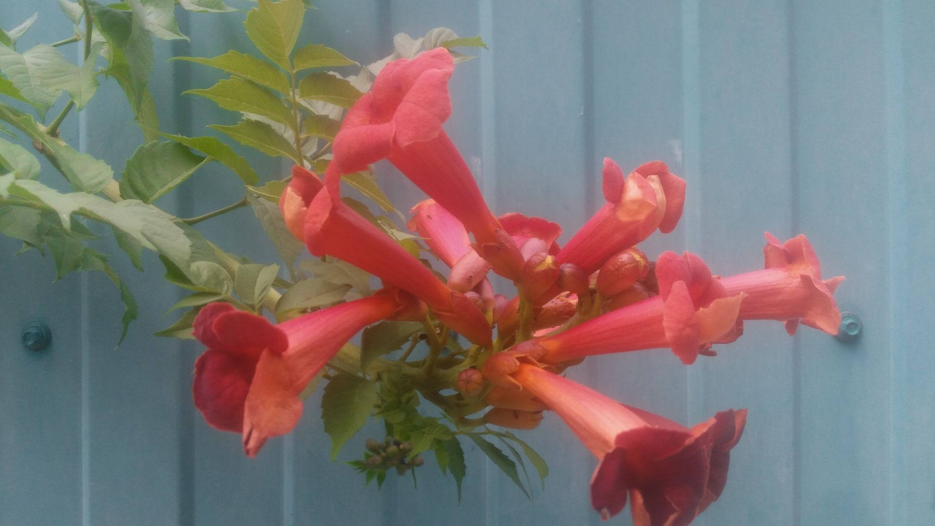 Кампсис (текома) - листопадная лиана семейства Бигнониевые смотреть онлайн