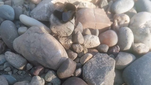 Шмели Насекомые смотреть онлайн