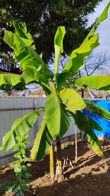 Последние часы банана смотреть онлайн