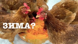 #181. Газ практически в доме! Опасный гость! [Жизнь на своей земле]