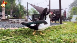 Забавные утки мускусные и пекинские на свободном выгуле со своими друзьями ч.(348) ❣️🤗😂