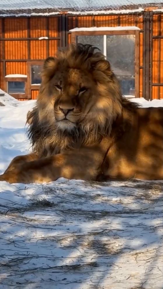 Лев ШЕРХАН. А вы думаете, нам, царям, легко? #шерхан #шерхан_тайган #лев #lion #animals #shortvideo смотреть онлайн