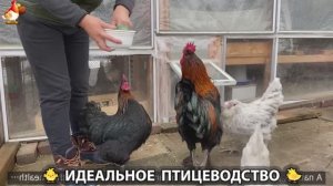Идеальное птицеводство достойно восхищения 🐓🦆🦢🦚🦃🐔 эпизод (448)