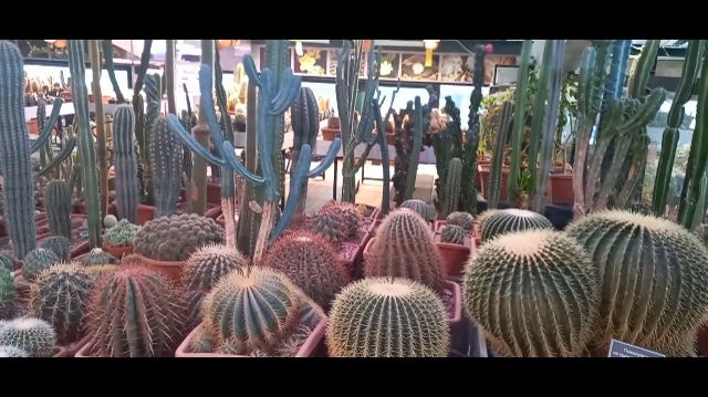 Москва 26.01.26 Аптекарский огород при МГУ смотреть онлайн