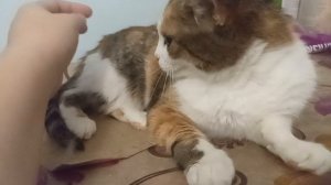 26-01-2026 Знакомлю вас с кошкой-бабушкой.