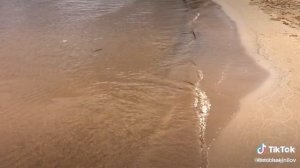 ШЕЛЕСТ ВОЛН