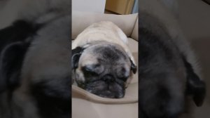 VID_20260126_175407.mp4