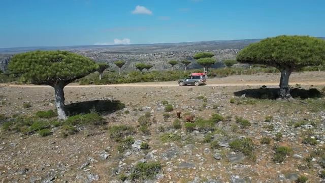 Сокотра - самый инопланетный остров. смотреть онлайн