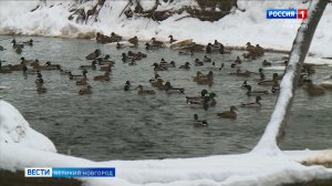 ГТРК СЛАВИЯ Вести Великий Новгород 26.01.26