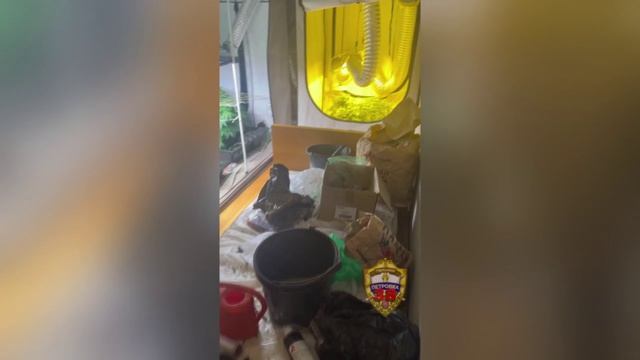 Полиция изъяла у москвича, растившего коноплю в квартире на Мосфильмовской улице, марихуану и кокаин смотреть онлайн