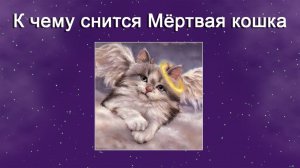 К чему снится Мертвая кошка (Сонник)